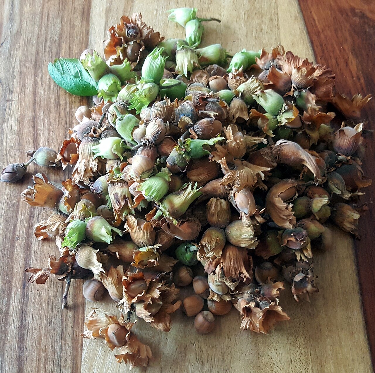 Manually collected hazelnuts in and out of the bract