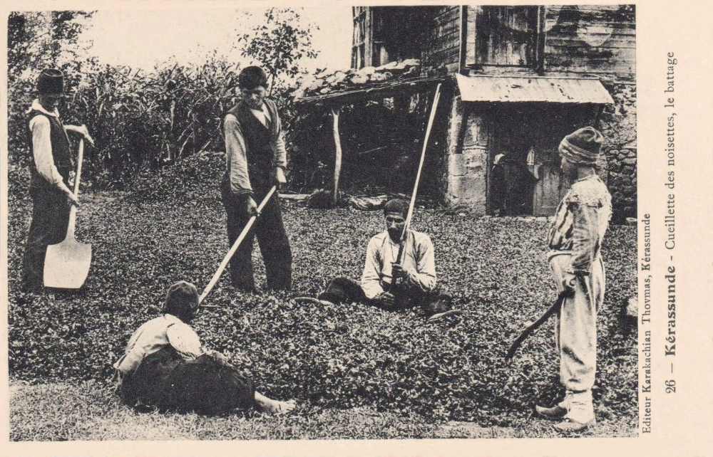 Children harvesting hazelnuts in field