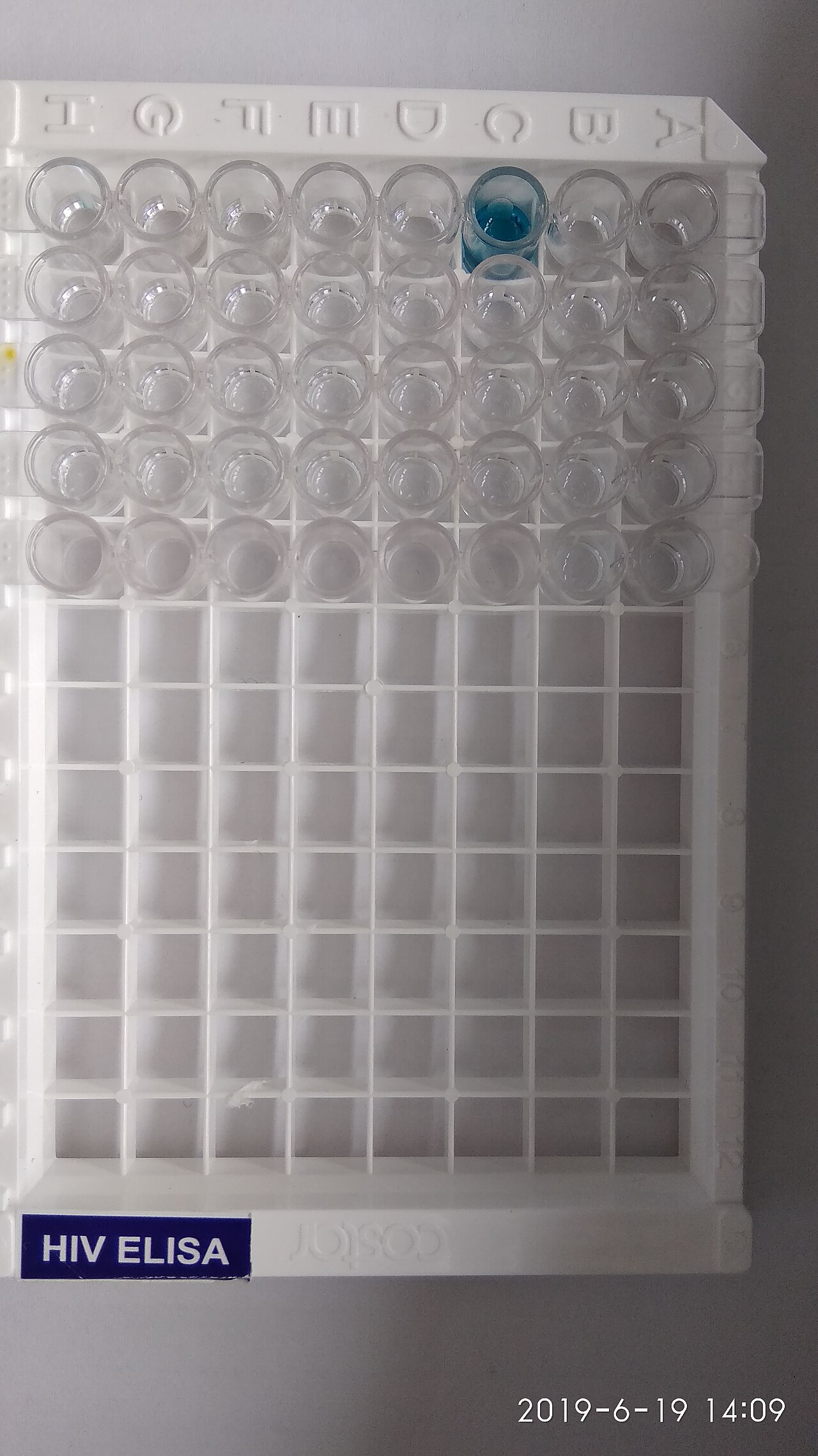 Microtiter plate with completed ELISA reaction for reading (illustration of ELISA technique)