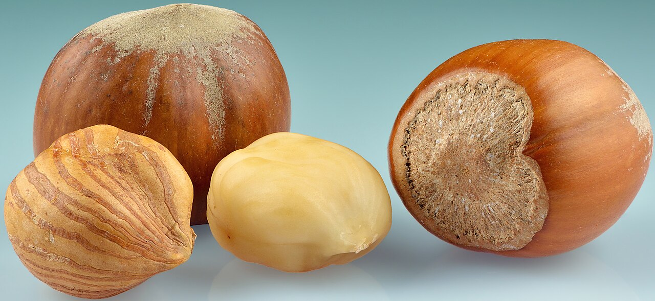 Hazelnuts in shell and shelled kernels