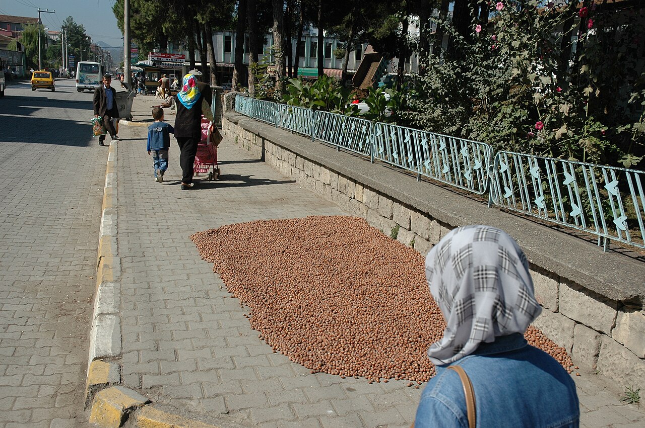 Sun-drying hazelnuts (Ünye, Turkey)