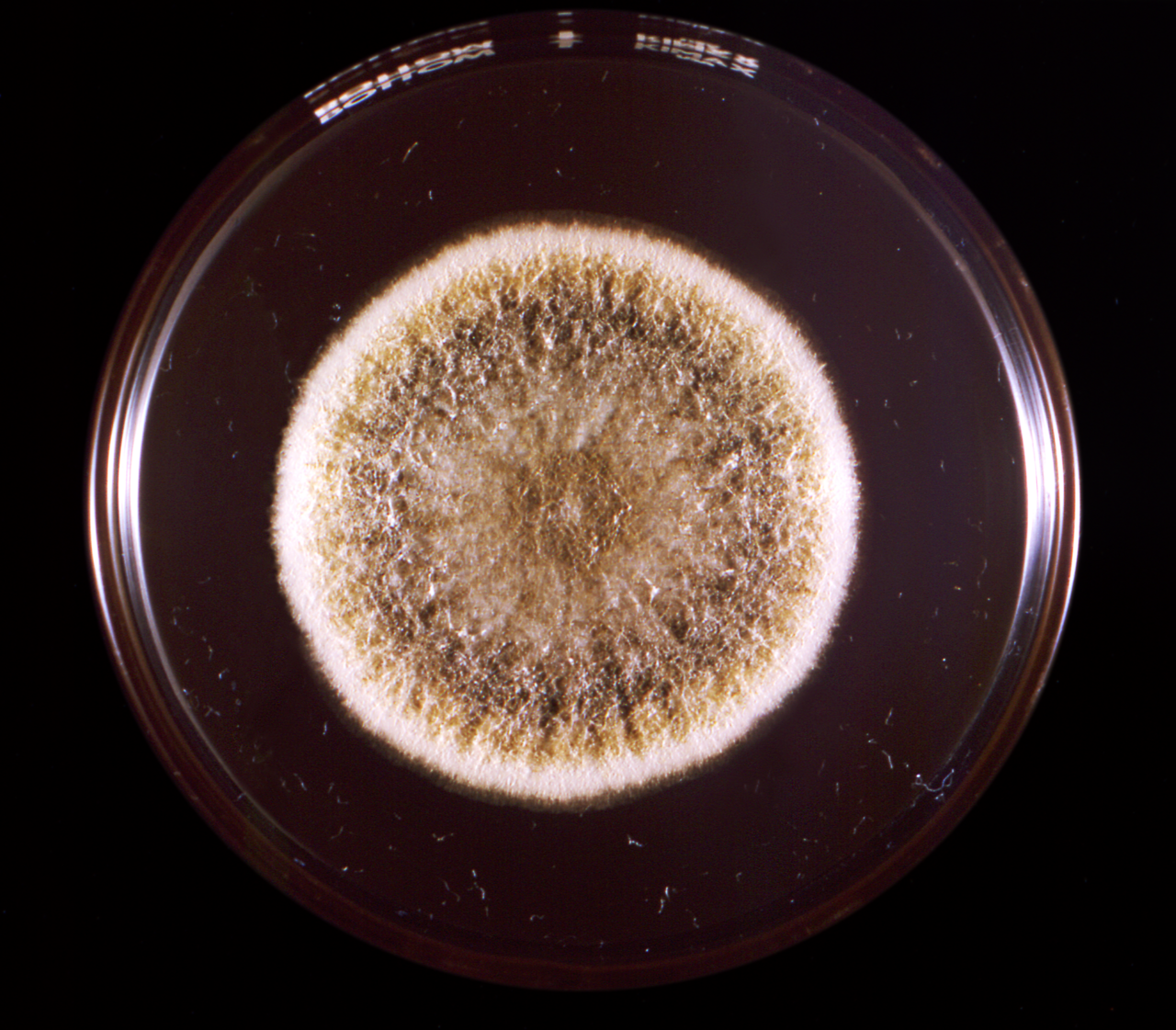 Aspergillus flavus mold colony in a Petri dish