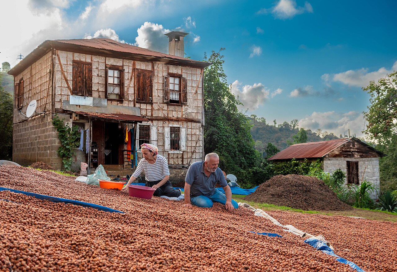 Farmers sorting hazelnuts on drying ground