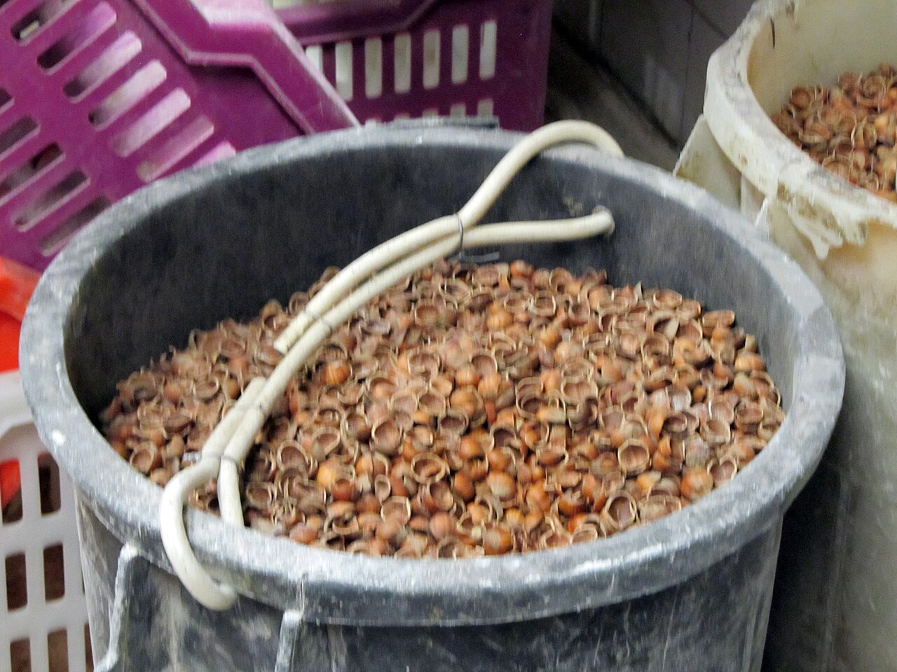 Hazelnut shells, a by-product of cracking before kernel peeling