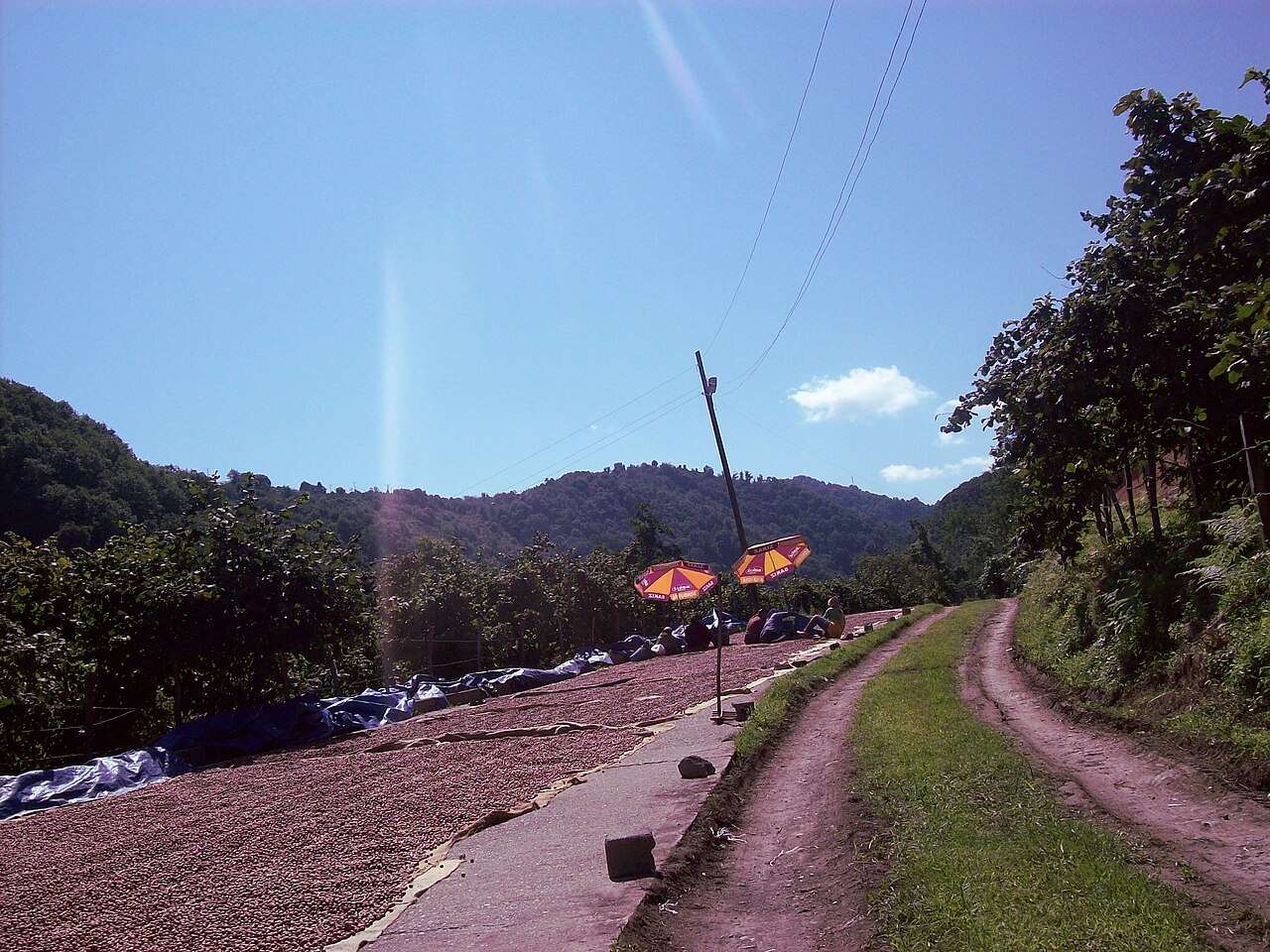 Drying and sorting hazelnuts outdoors (Giresun, Turkey)