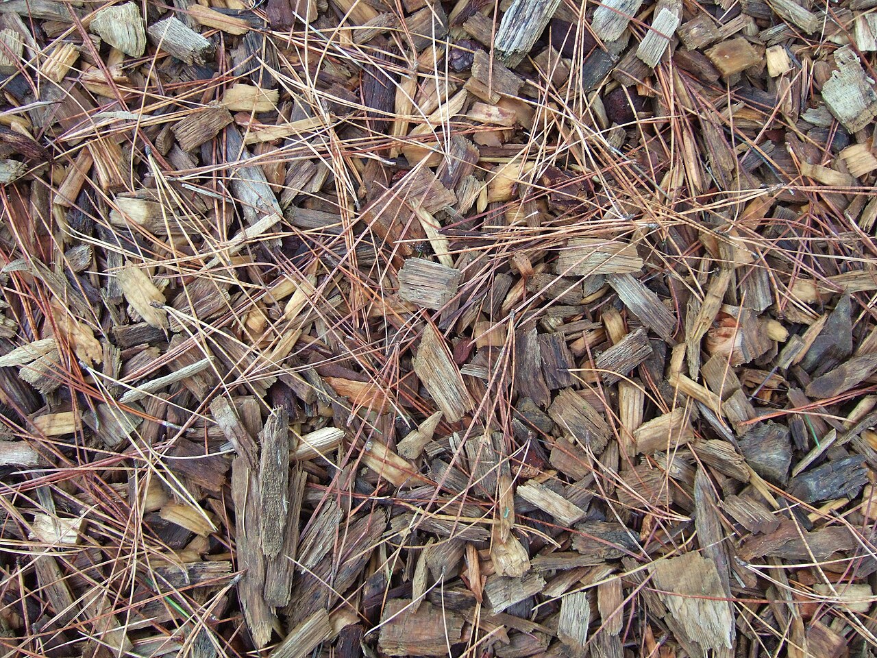 Wood chip mulch in an orchard — finely ground shell serves as similar organic mulch