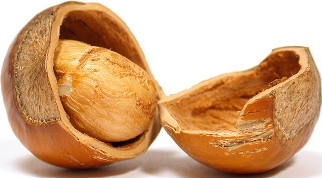 Cracked open hazelnut shell
