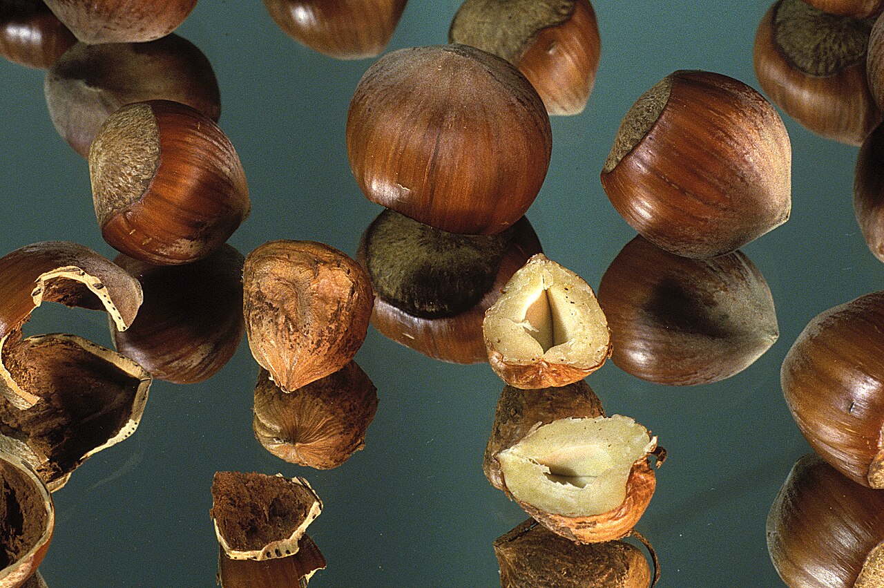 Whole and cracked hazelnuts on reflective surface