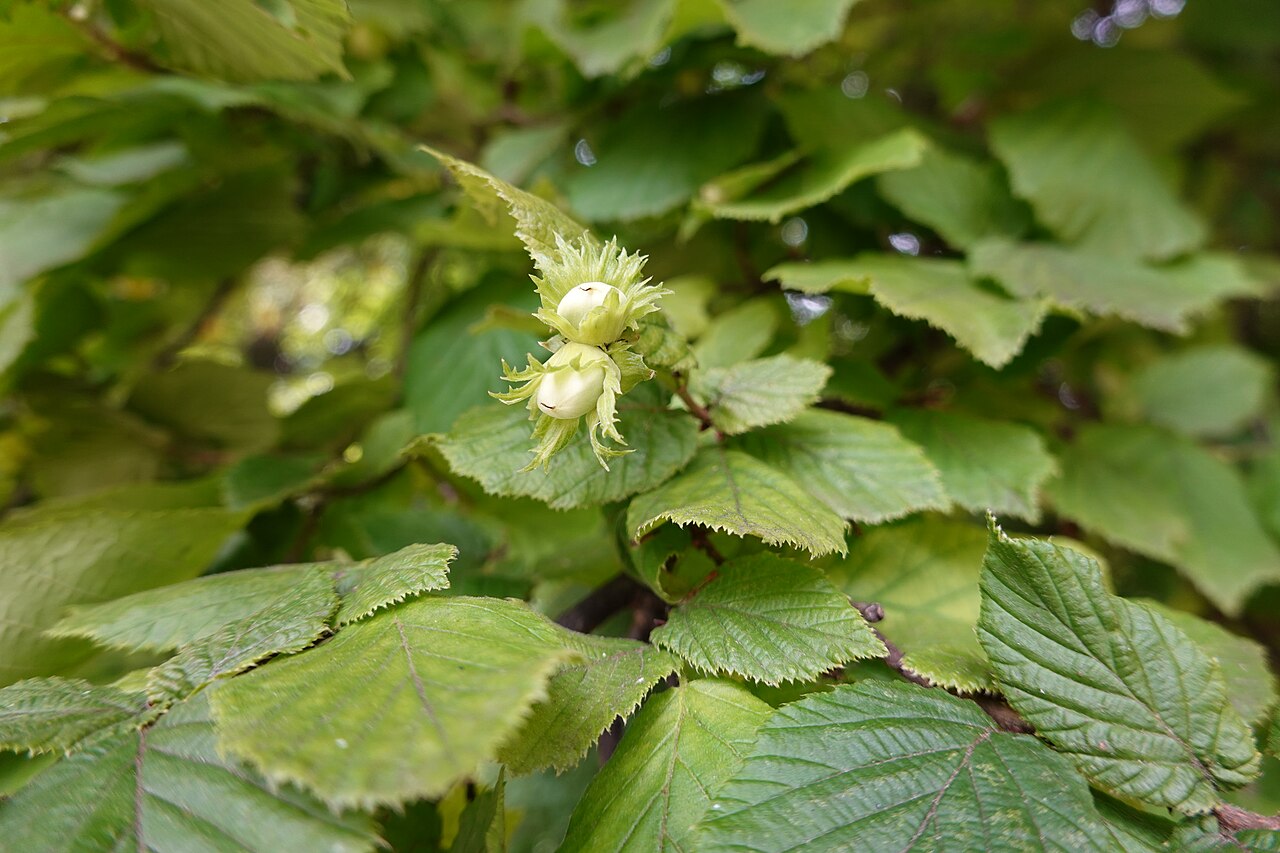 Hazelnut fruits, raw material for hazelnut oil production