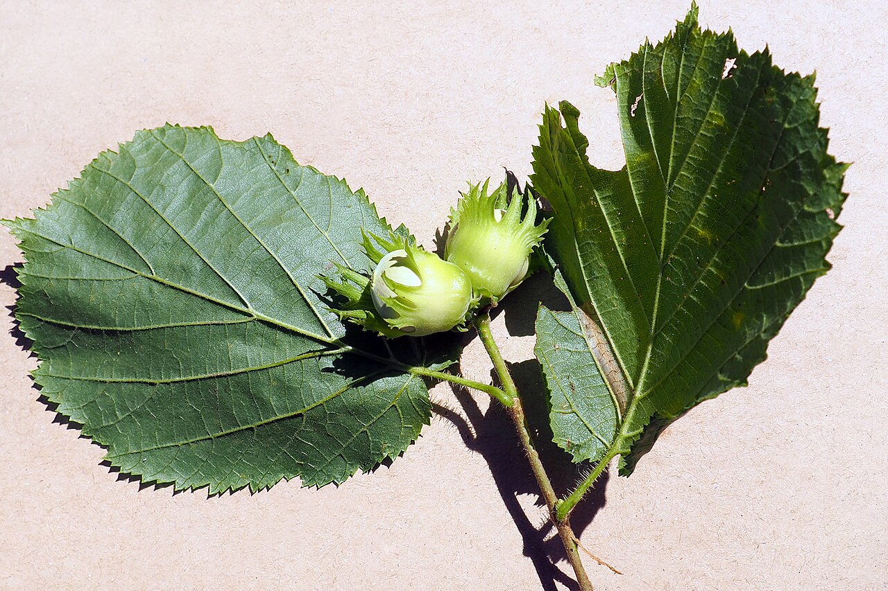 Hazelnut fruits (Corylus avellana) on a branch