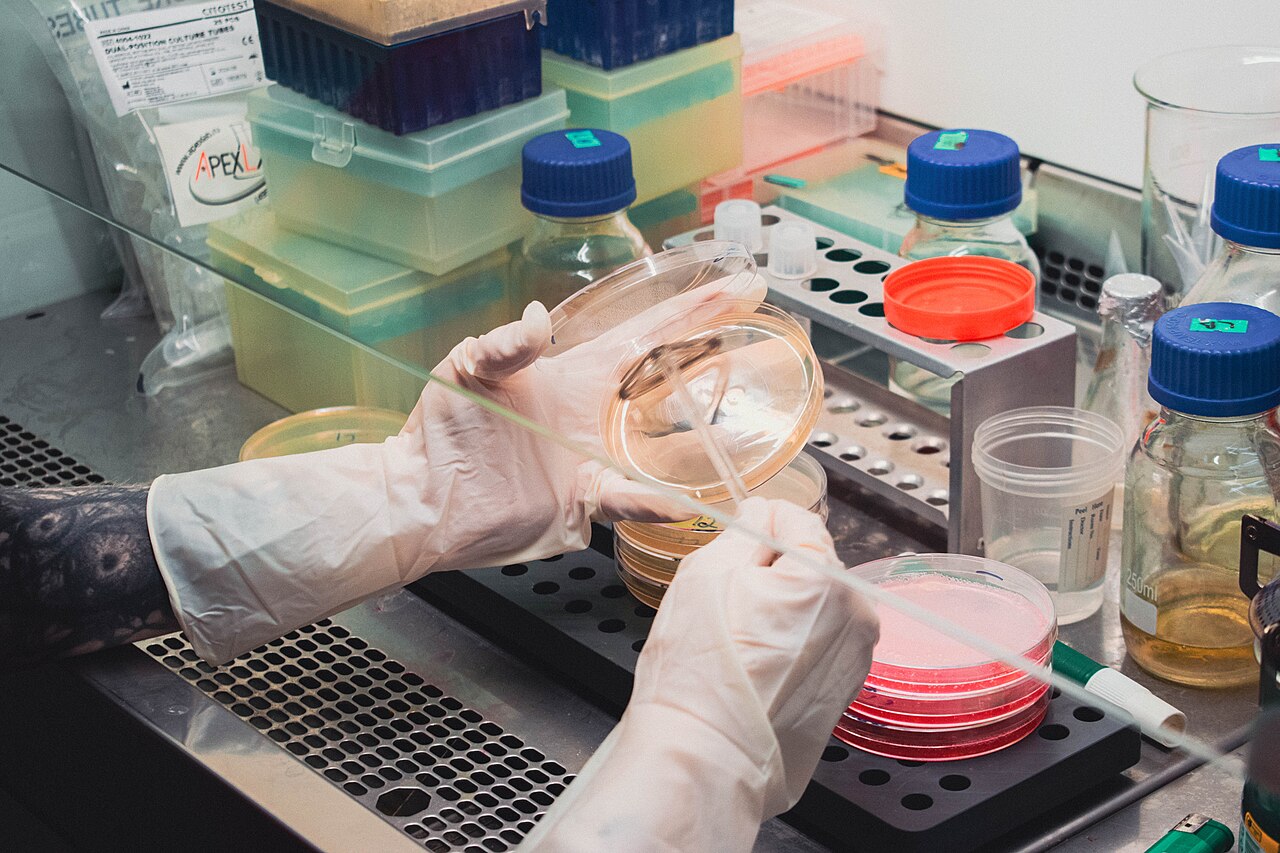 Inoculation of a sample on nutrient medium in a microbiological laboratory