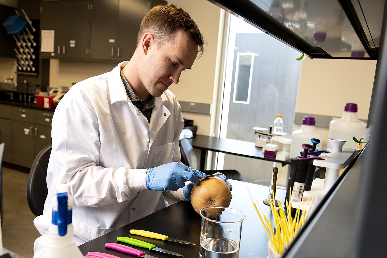 scientist analyzing hazelnut in lab