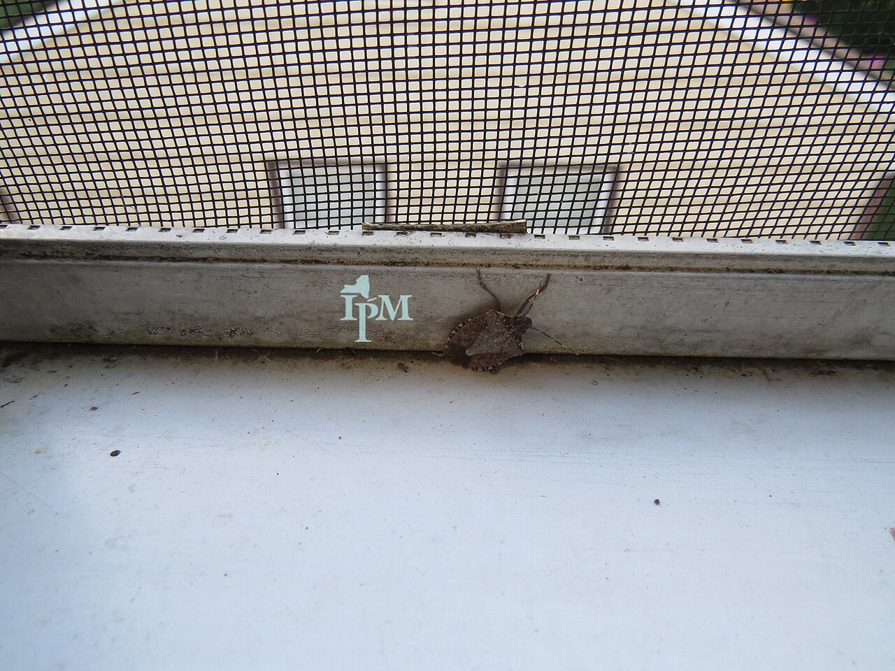 Brown marmorated stink bug (Halyomorpha halys), cause of dark bitter spots on the kernel