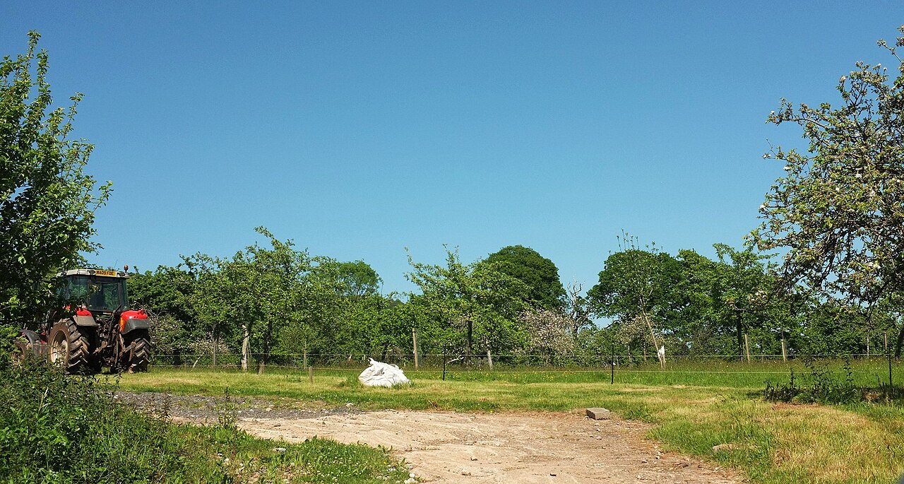 tractor in hazelnut orchard