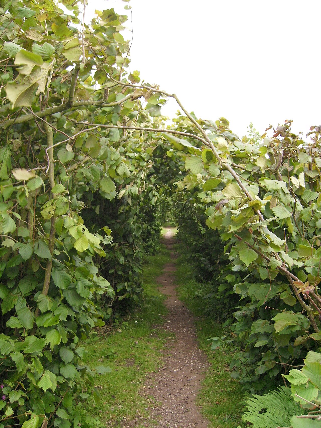 Fruiting hazelnut orchard — maintaining such an orchard constitutes the bulk of operational costs