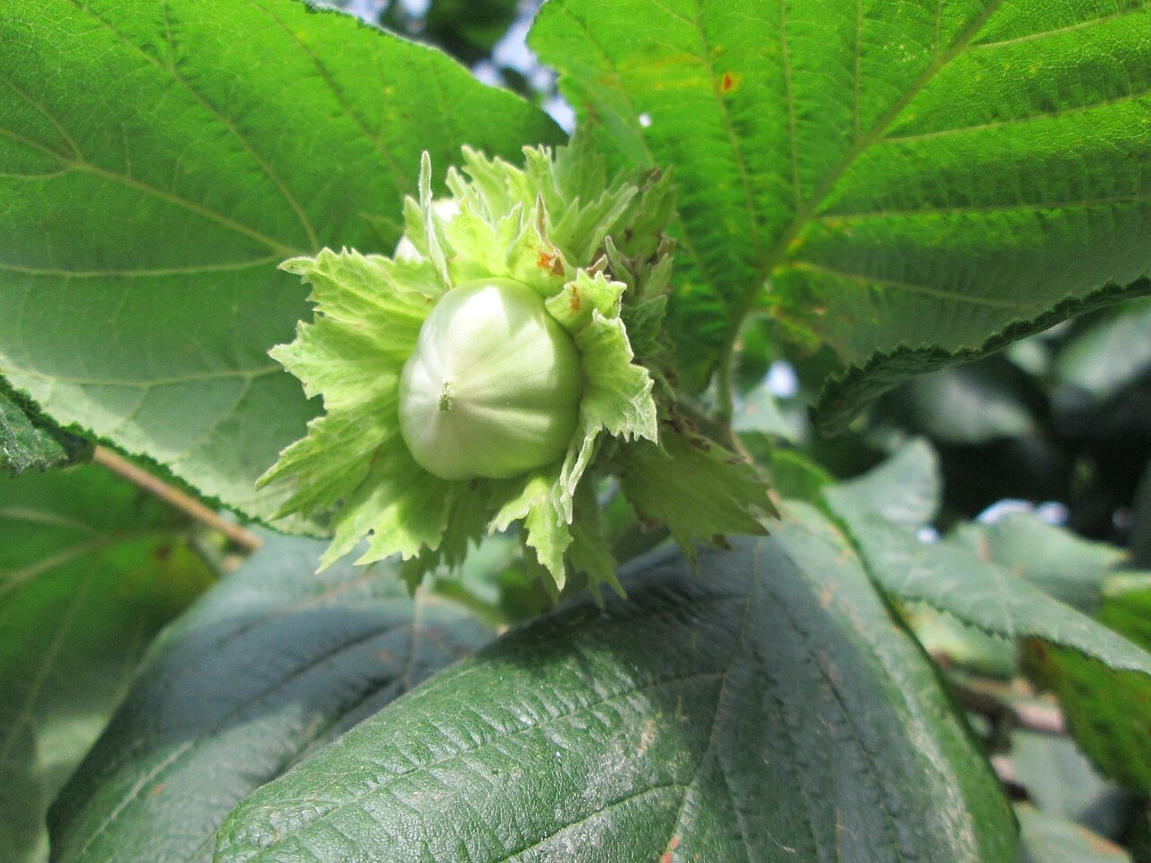 Young hazelnut fruit in green husk (involucre) on a branch — hazelnuts are a commodity whose purchase price is formed on the global market