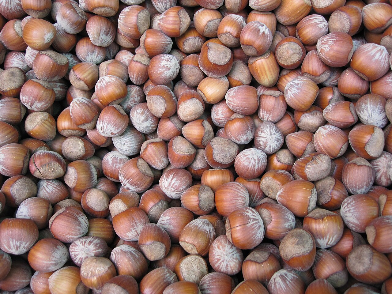 pile of harvested hazelnuts
