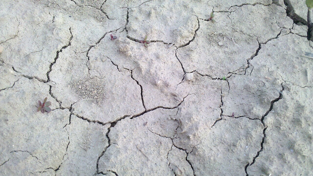 Dry, cracked soil in a field as a result of summer drought