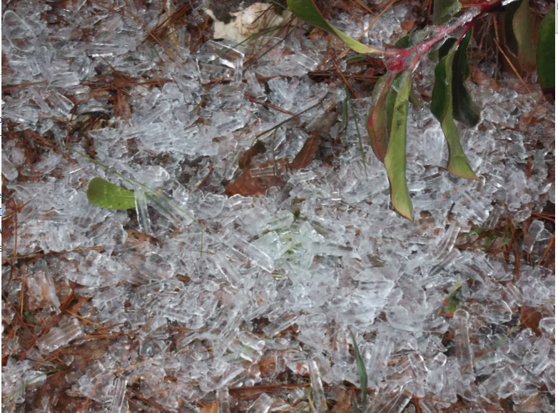 Hail damage on ground and leaves