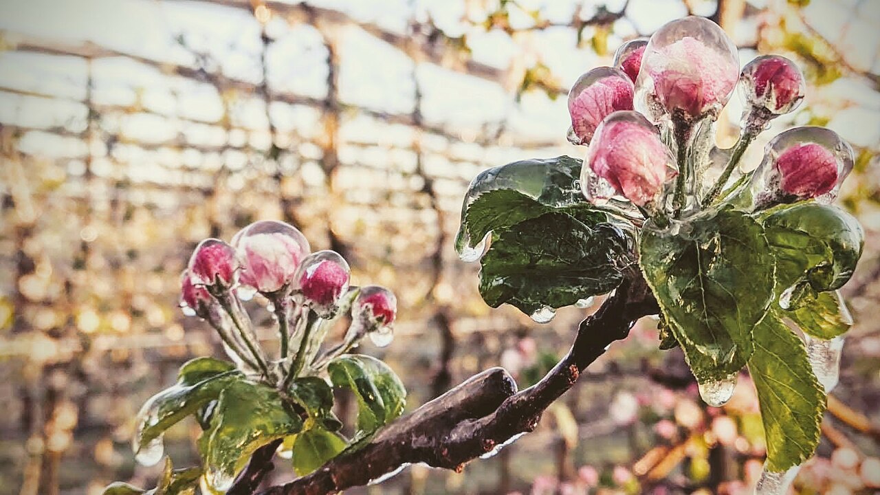 Cooling sprinklers as orchard frost protection