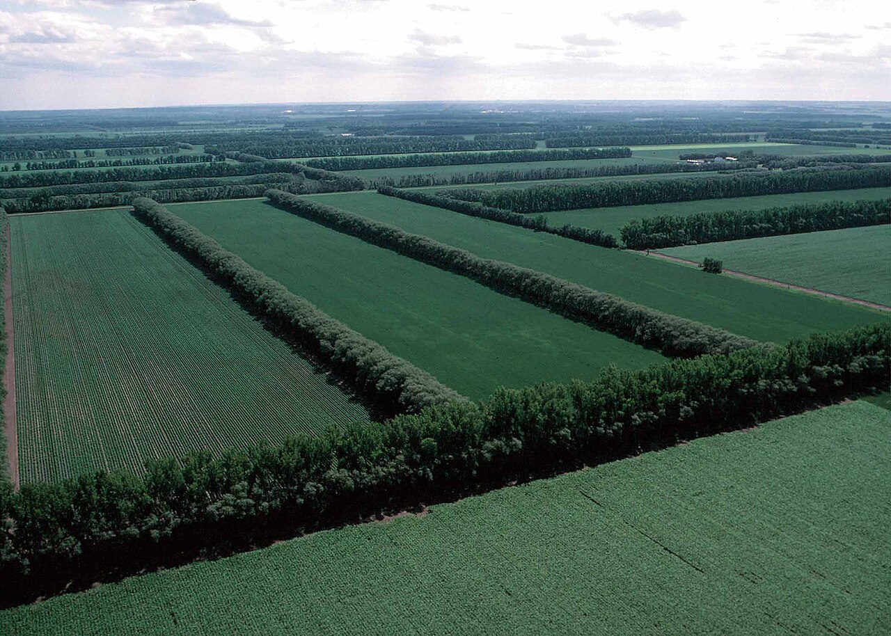 Windbreaks alongside agricultural land