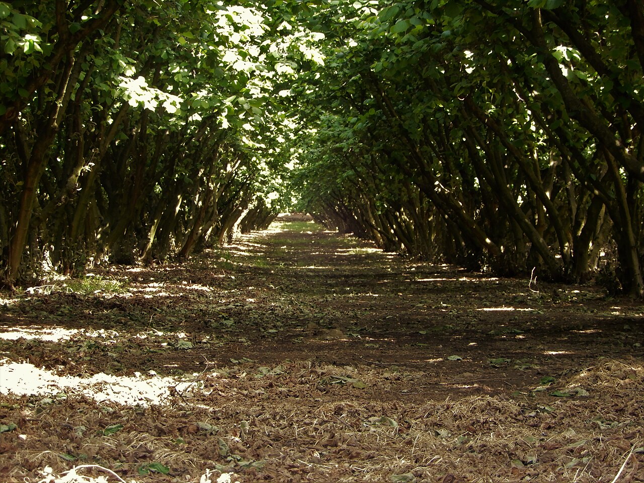 hazelnut orchard alleyway