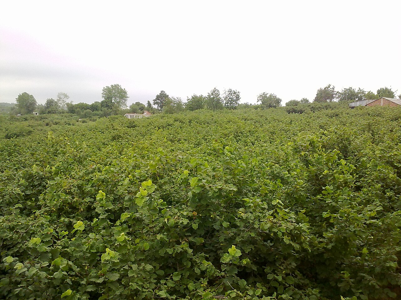 hazelnut orchard landscape