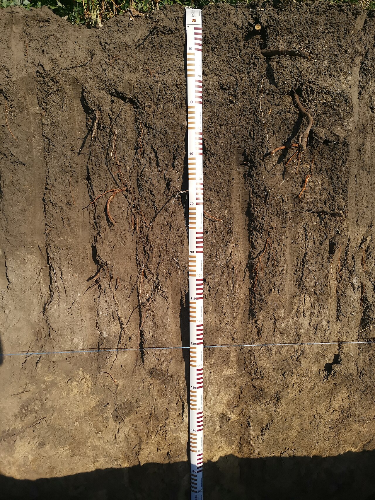 Humus-rich soil profile (soil organic carbon, SOC) main carbon reservoir