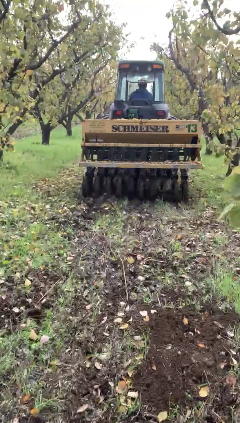 Sowing a cover crop (grass cover in the inter-row) that returns carbon to the soil