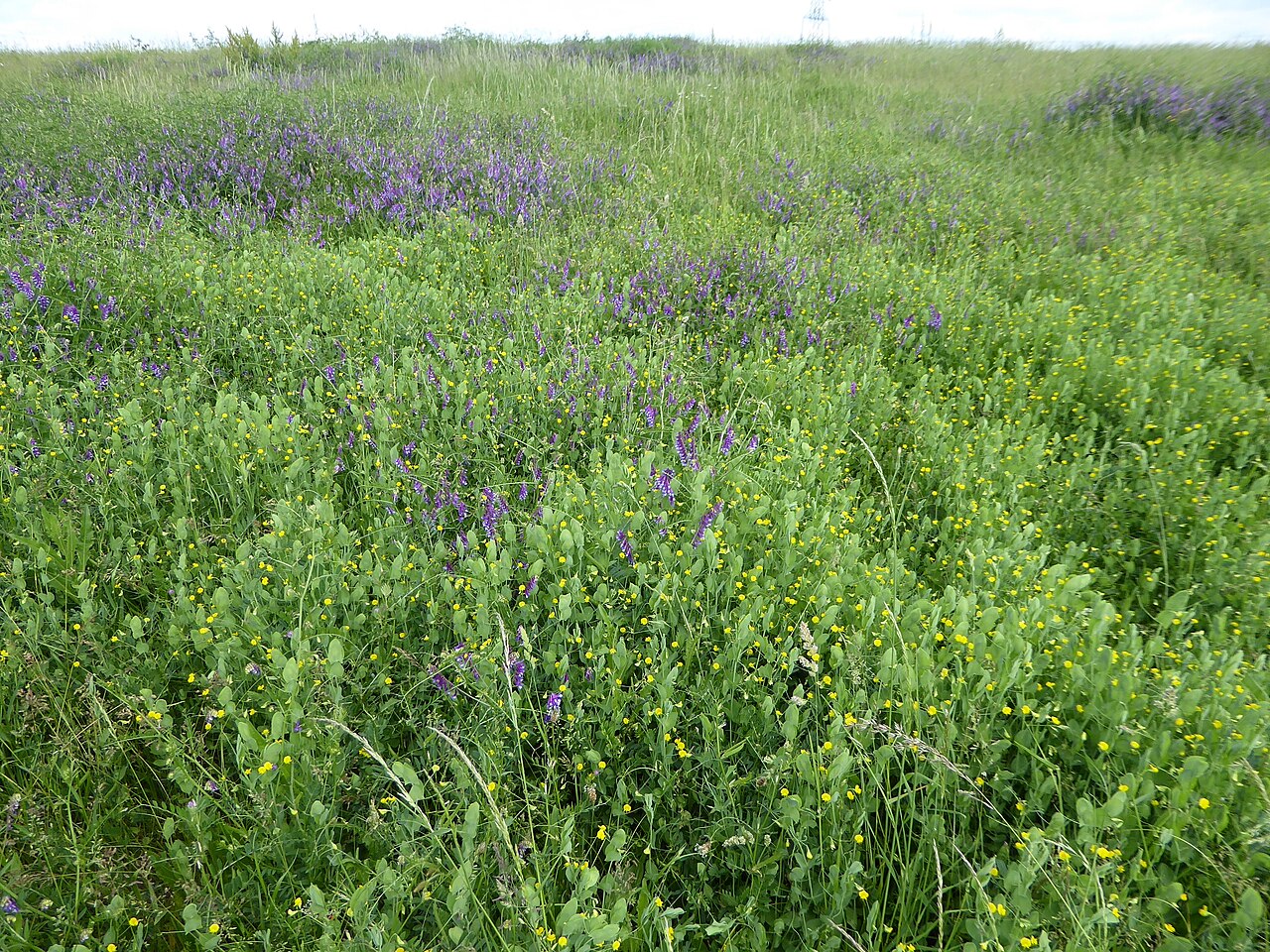 Grass sward with hairy vetch (Vicia villosa, purple flowers) and grass pea (Lathyrus aphaca, yellow flowers) — a nitrogen-fixing leguminous cover