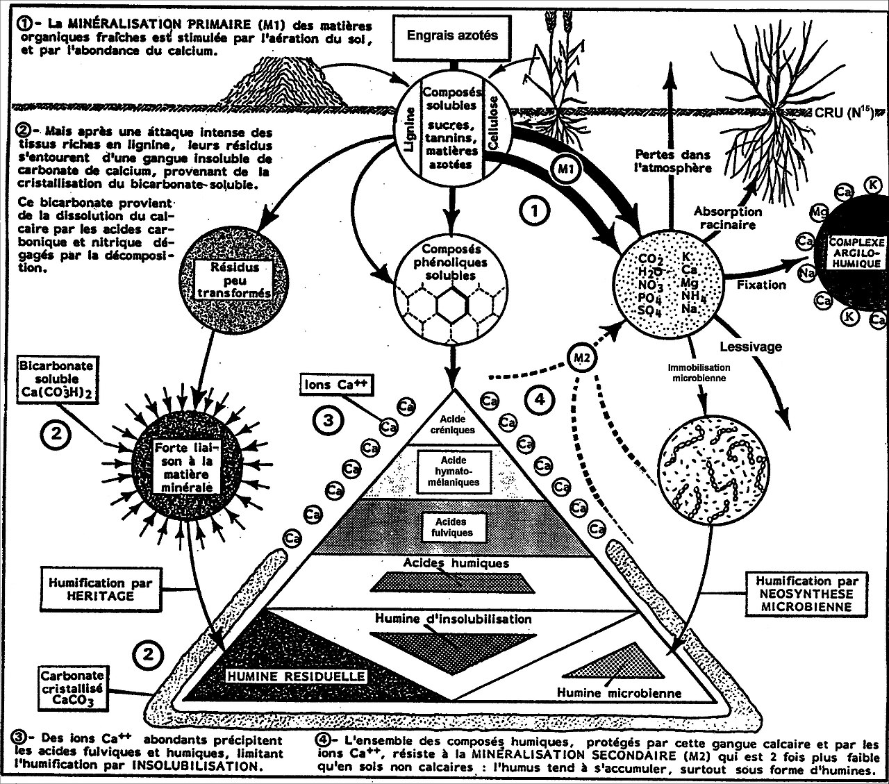Humus formation: decomposition of organic matter in the soil layer