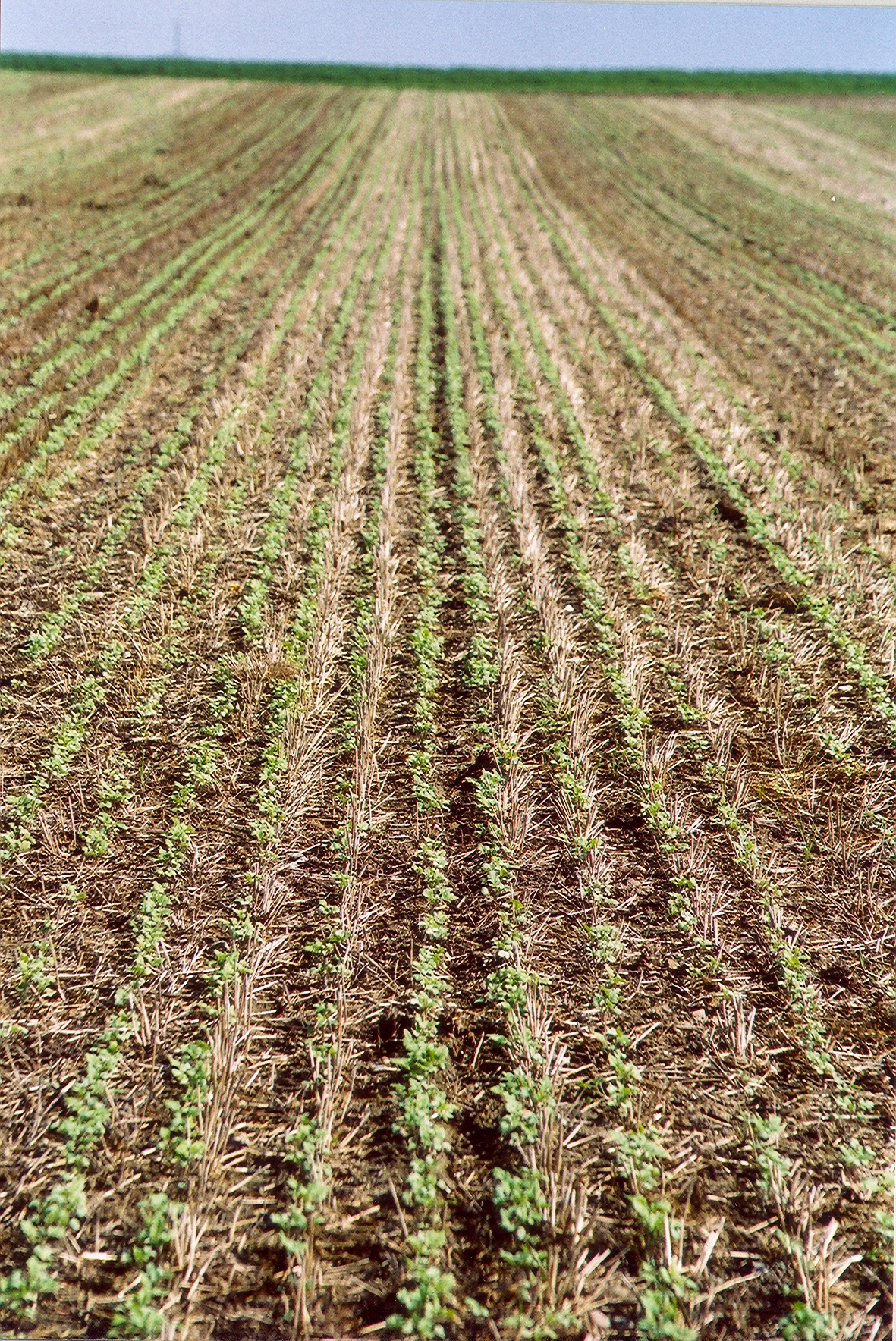 White mustard sown directly after cereal as a brassica cover crop to break compaction