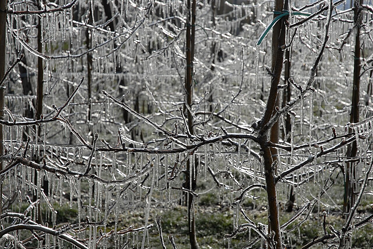 Trees covered in ice after frost protection sprinkling — active protection that a DSS can trigger